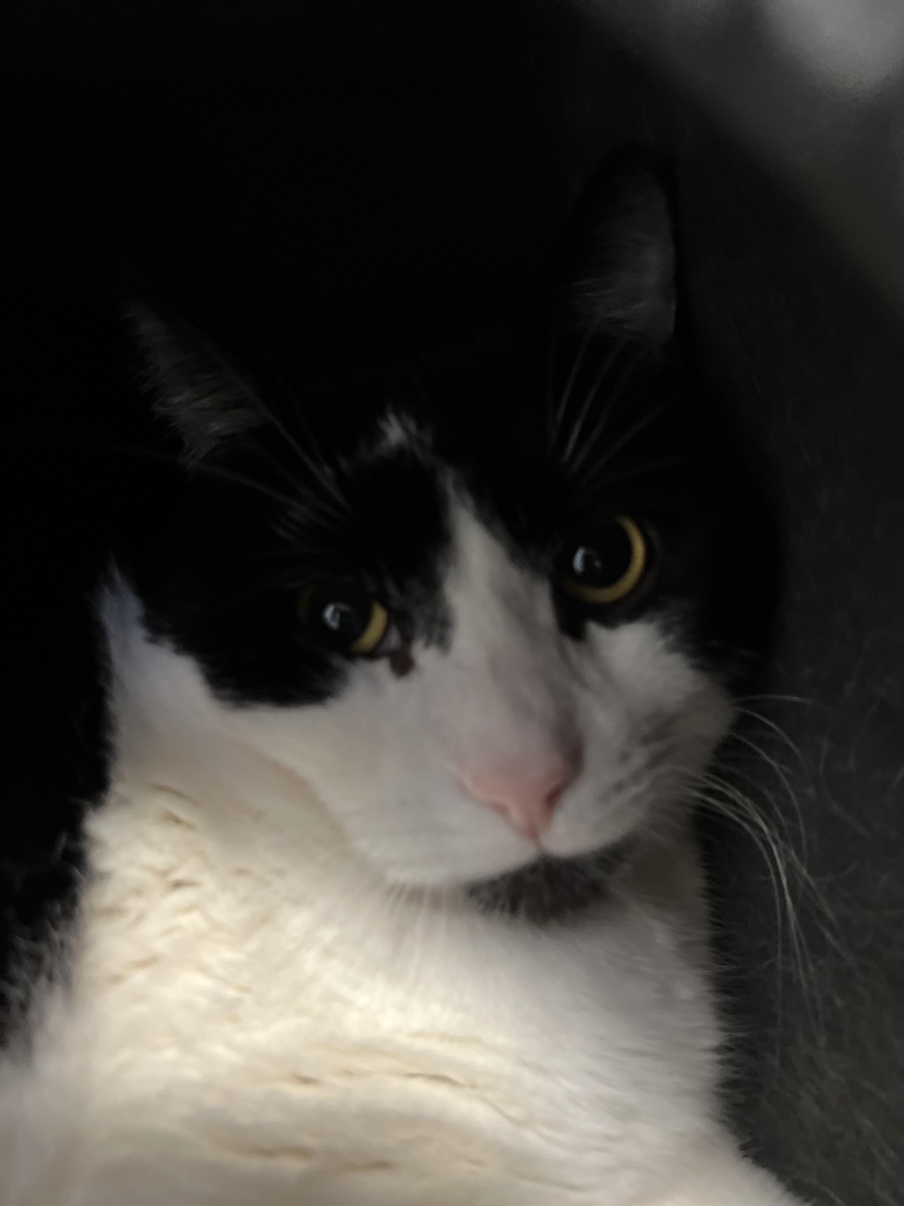 Tux, a ADOPTABLE Domestic Short Hair in Holland, MI image 3/3