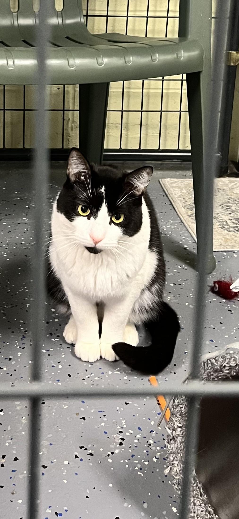 Tux, a ADOPTABLE Domestic Short Hair in Holland, MI image 2/4