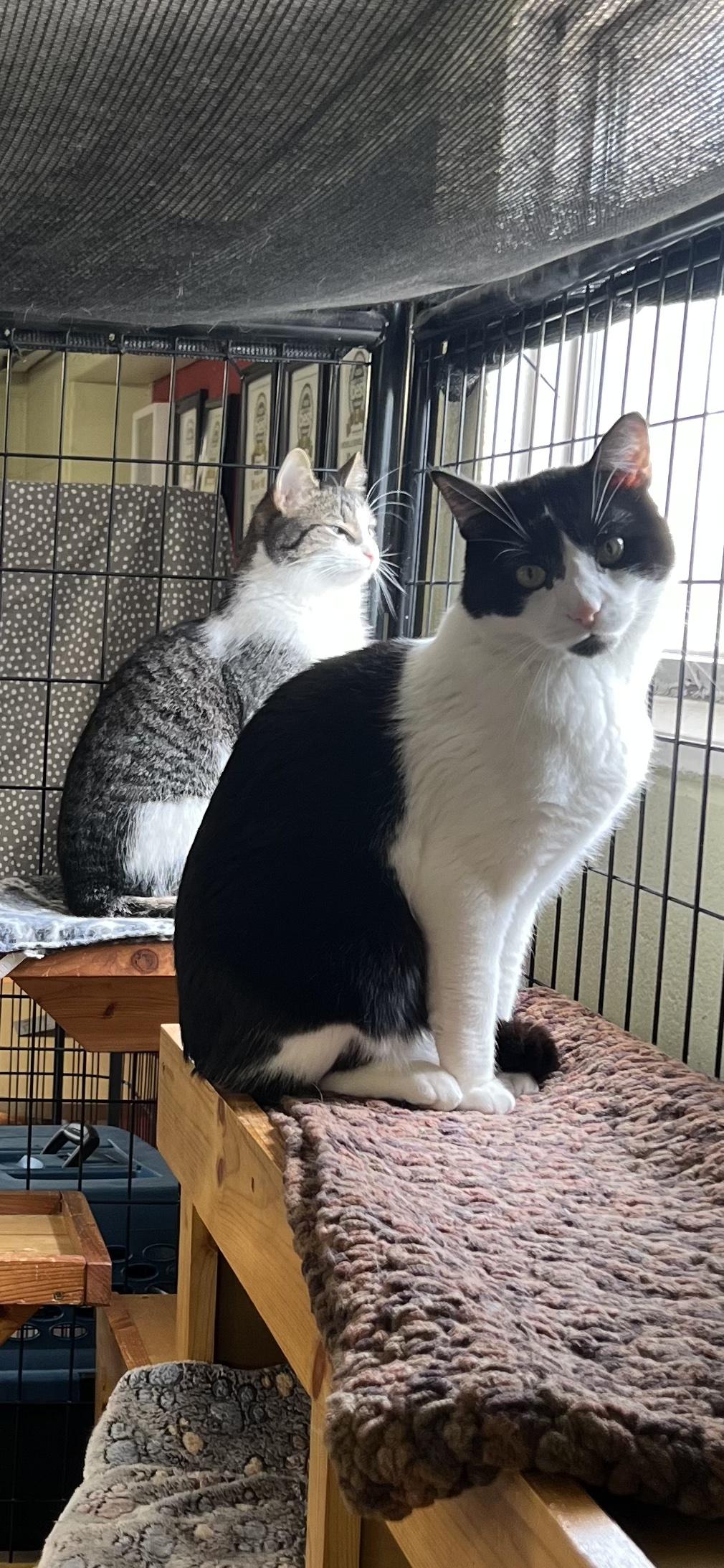 Tux, a ADOPTABLE Domestic Short Hair in Holland, MI image 1/4