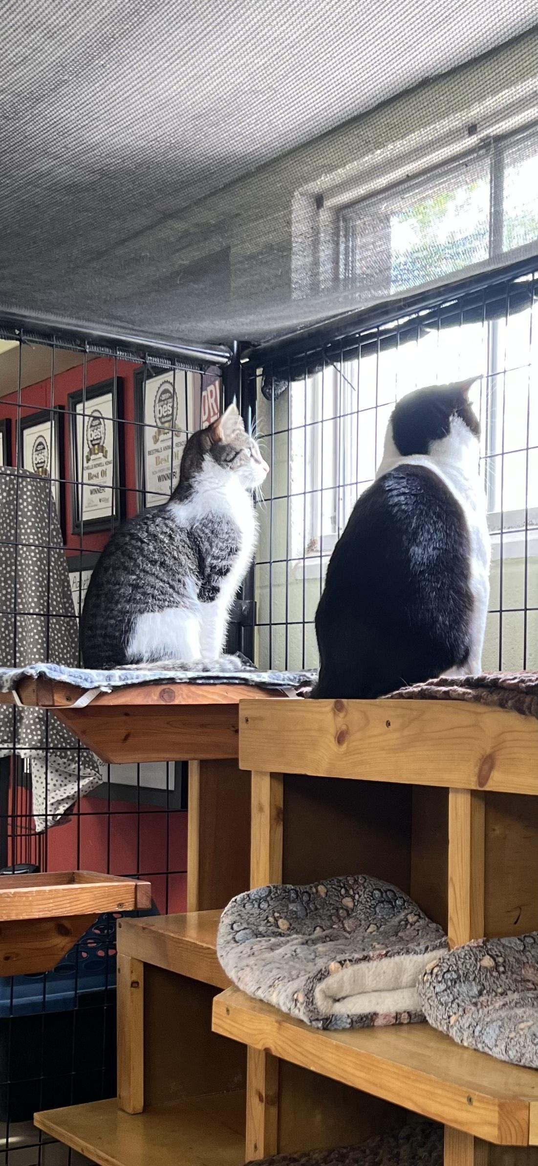 Tux, a ADOPTABLE Domestic Short Hair in Holland, MI image 4/4