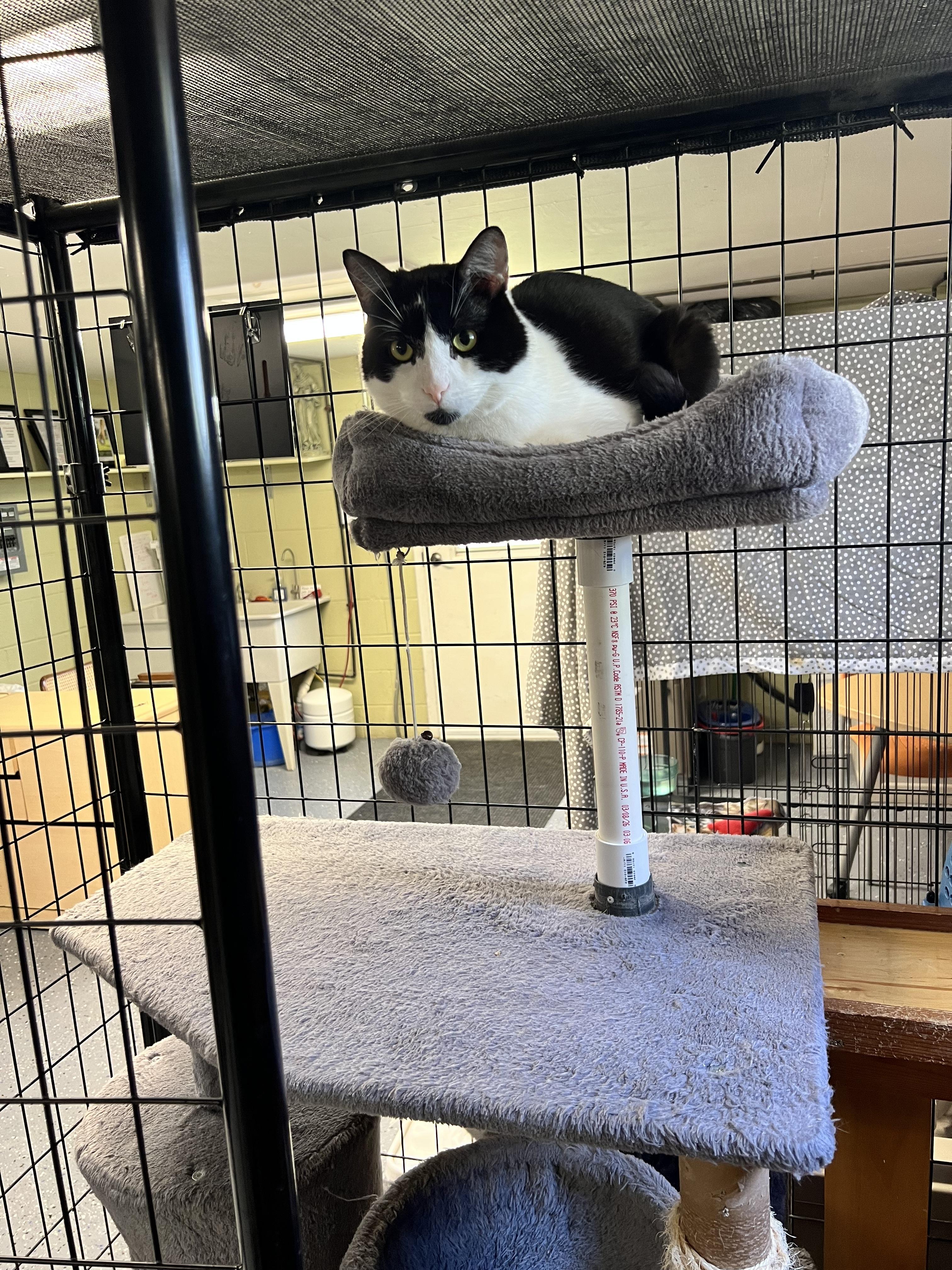 Tux, a ADOPTABLE Domestic Short Hair in Holland, MI image 3/4