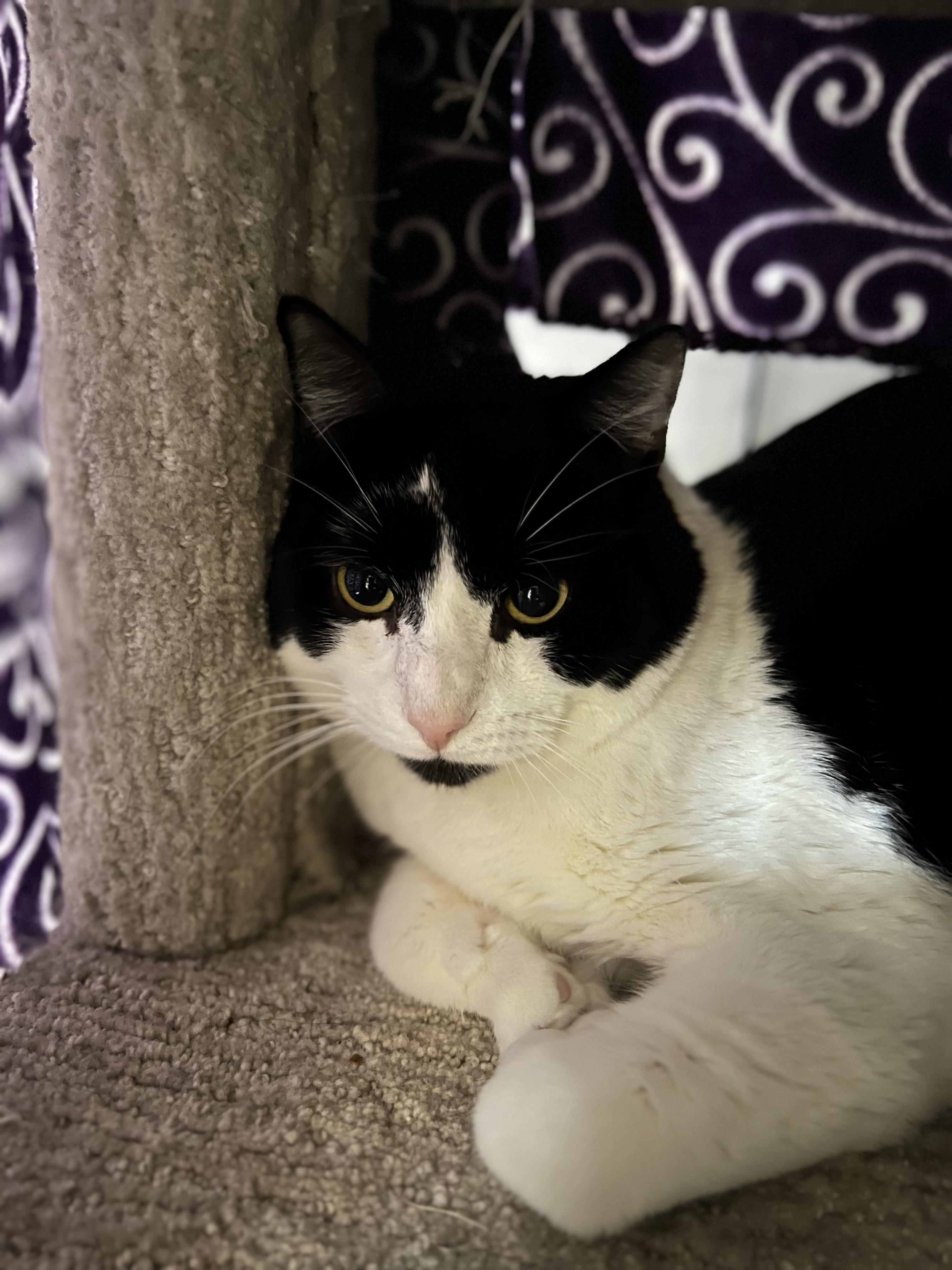 Tux, ADOPTABLE, Adult Male Domestic Short Hair.