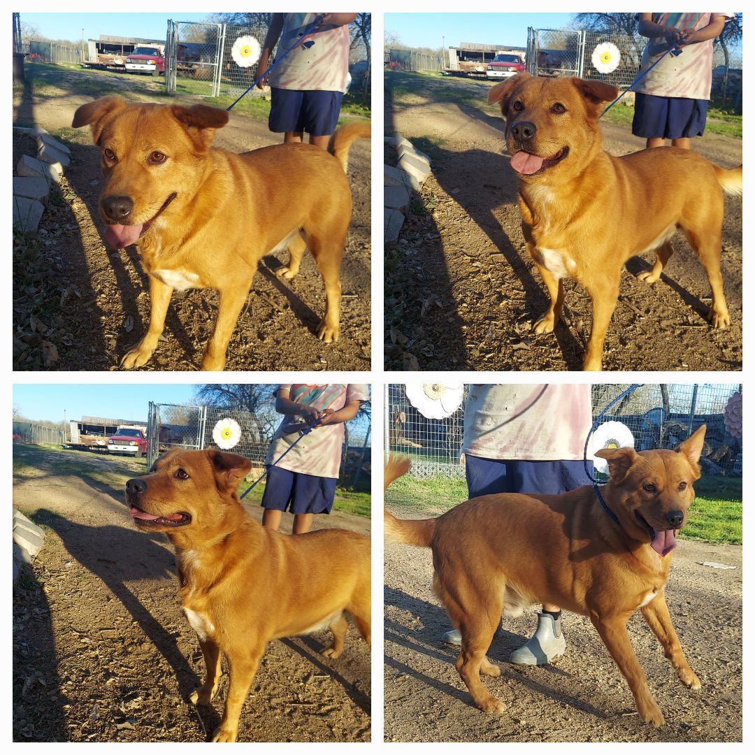 Maverick 2, Adoptable, Young Male Mixed Breed.