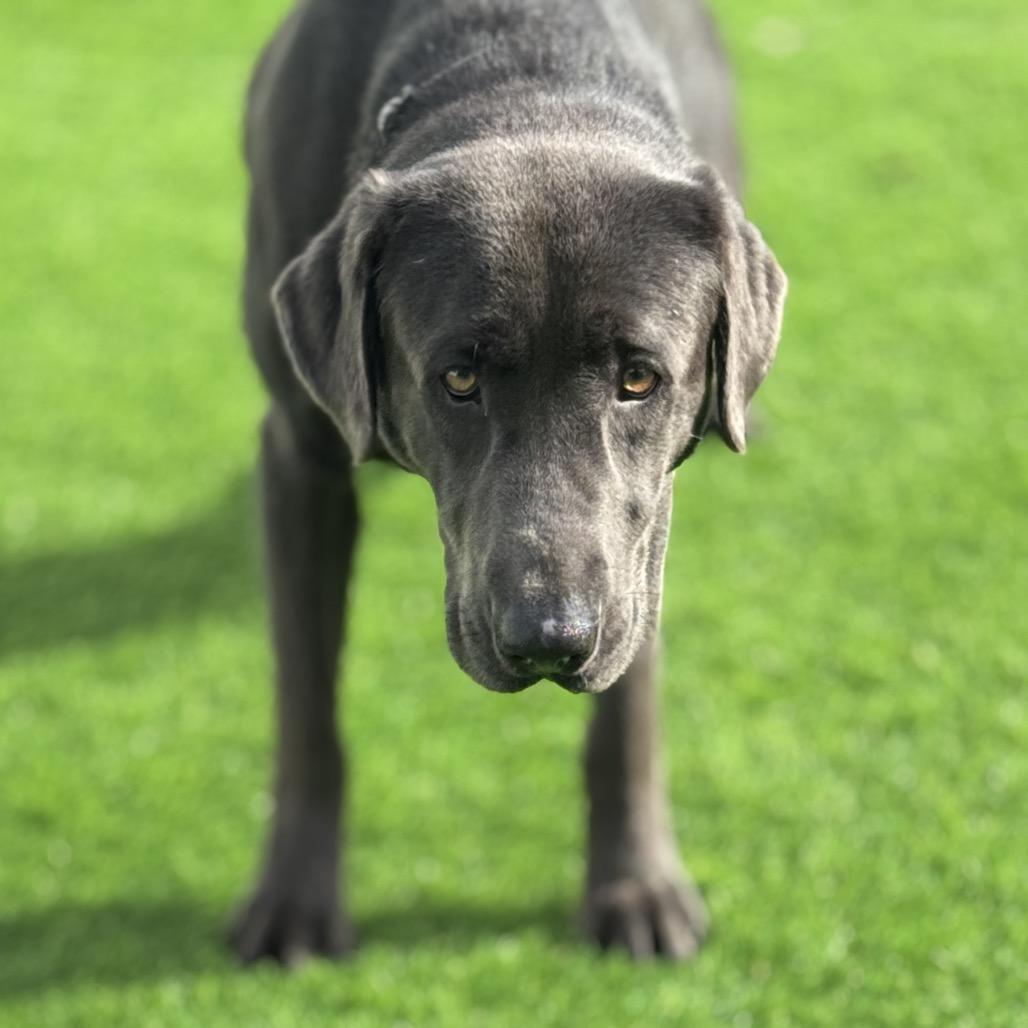 Rooney, Adoptable, Young Male Labrador Retriever.