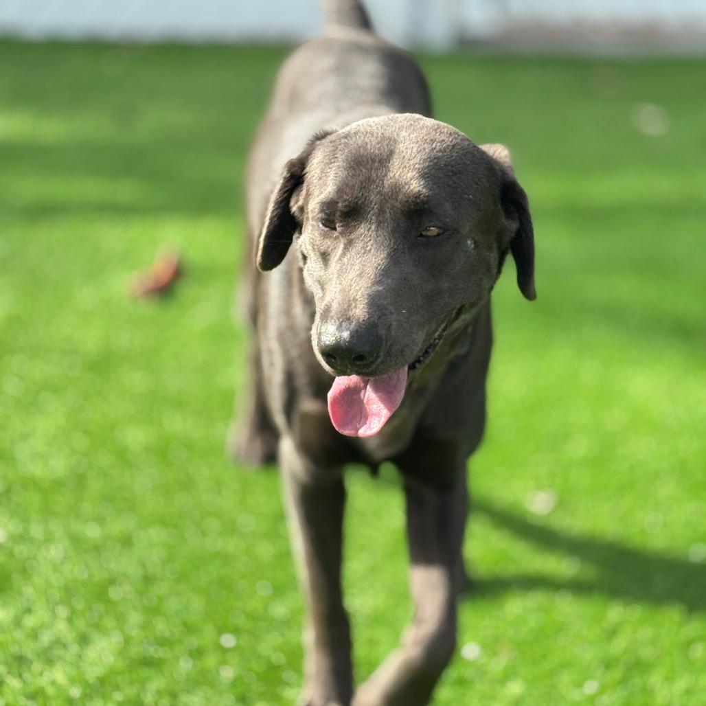 Enlarge Rooney, a Adoptable Labrador Retriever in Sarasota, FL image 2/4