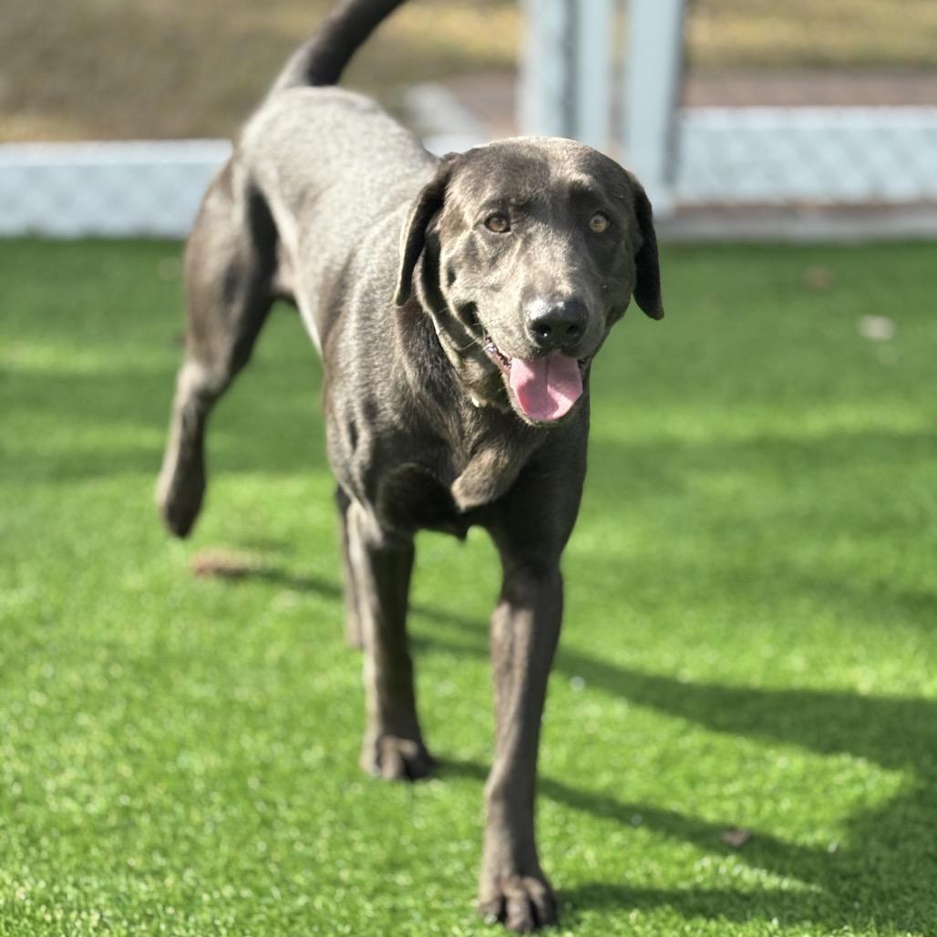 Enlarge Rooney, a Adoptable Labrador Retriever in Sarasota, FL image 3/4