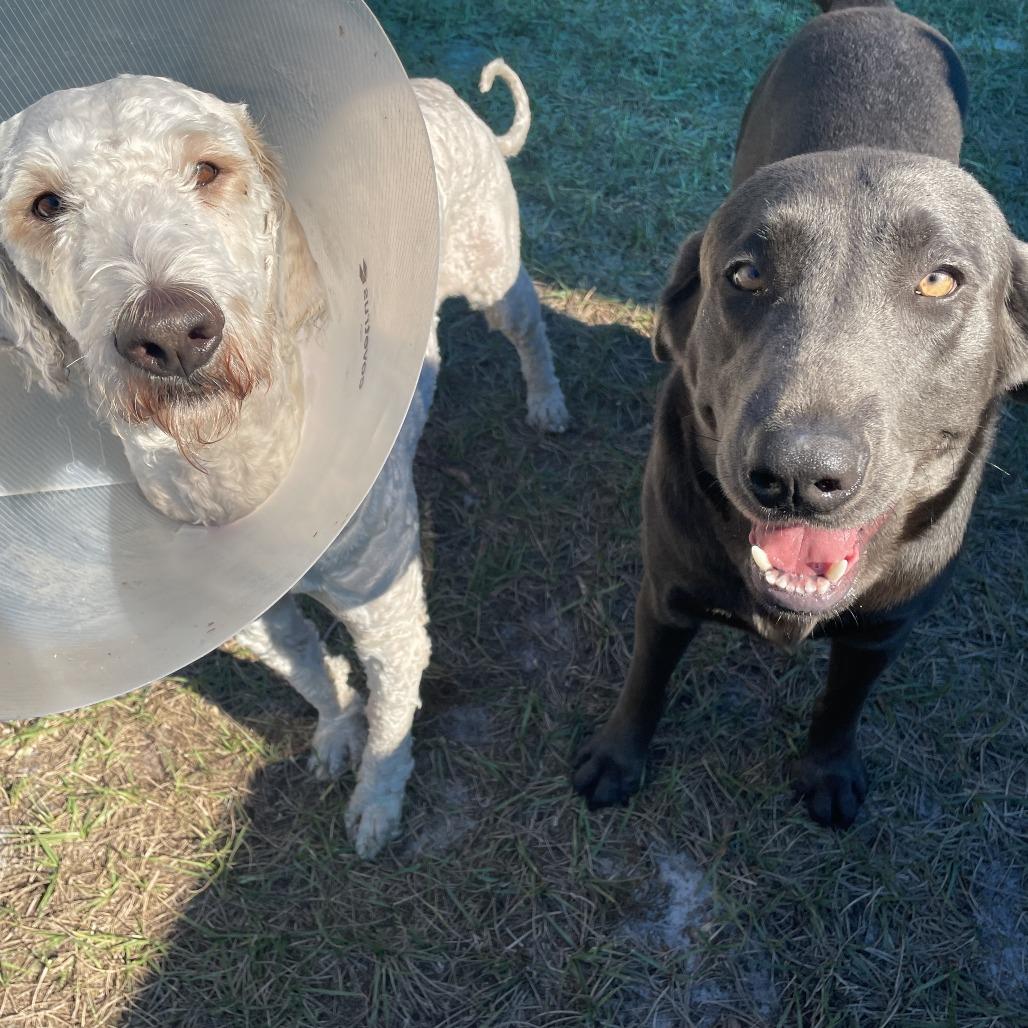 Enlarge Rooney, a Adoptable Labrador Retriever in Sarasota, FL image 5/6