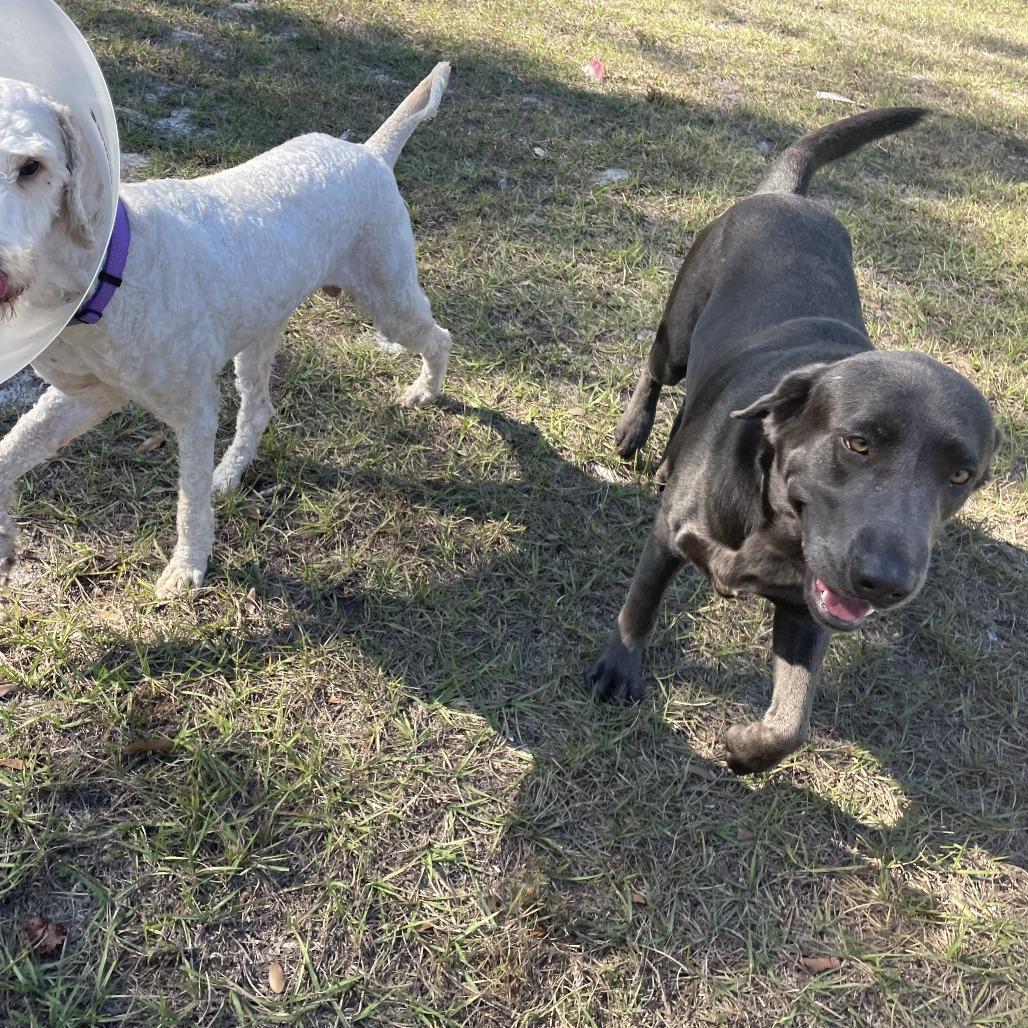 Enlarge Rooney, a Adoptable Labrador Retriever in Sarasota, FL image 6/6