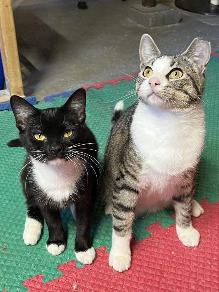 Jill, Adoptable, Young Female Domestic Short Hair & Domestic Short Hair.
