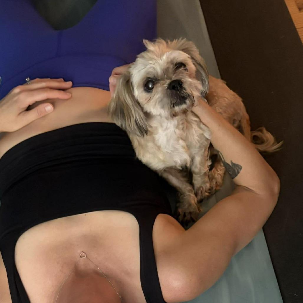Enlarge Rudy, a Adoptable Shih Tzu in Tampa, FL image 2/6