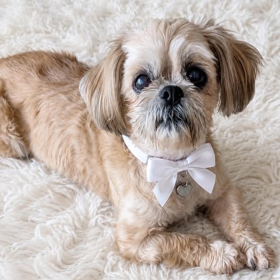 Enlarge Rudy, a Adoptable Shih Tzu in Tampa, FL image 3/6