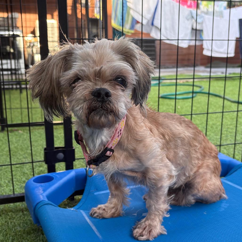 Enlarge Rudy, a Adoptable Shih Tzu in Tampa, FL image 4/6