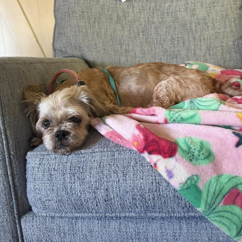Enlarge Rudy, a Adoptable Shih Tzu in Tampa, FL image 5/6
