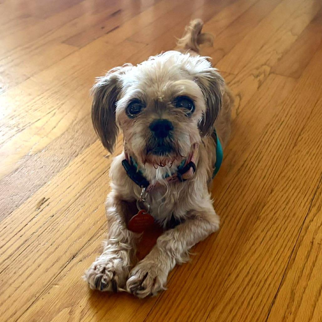 Enlarge Rudy, a Adoptable Shih Tzu in Tampa, FL image 6/6
