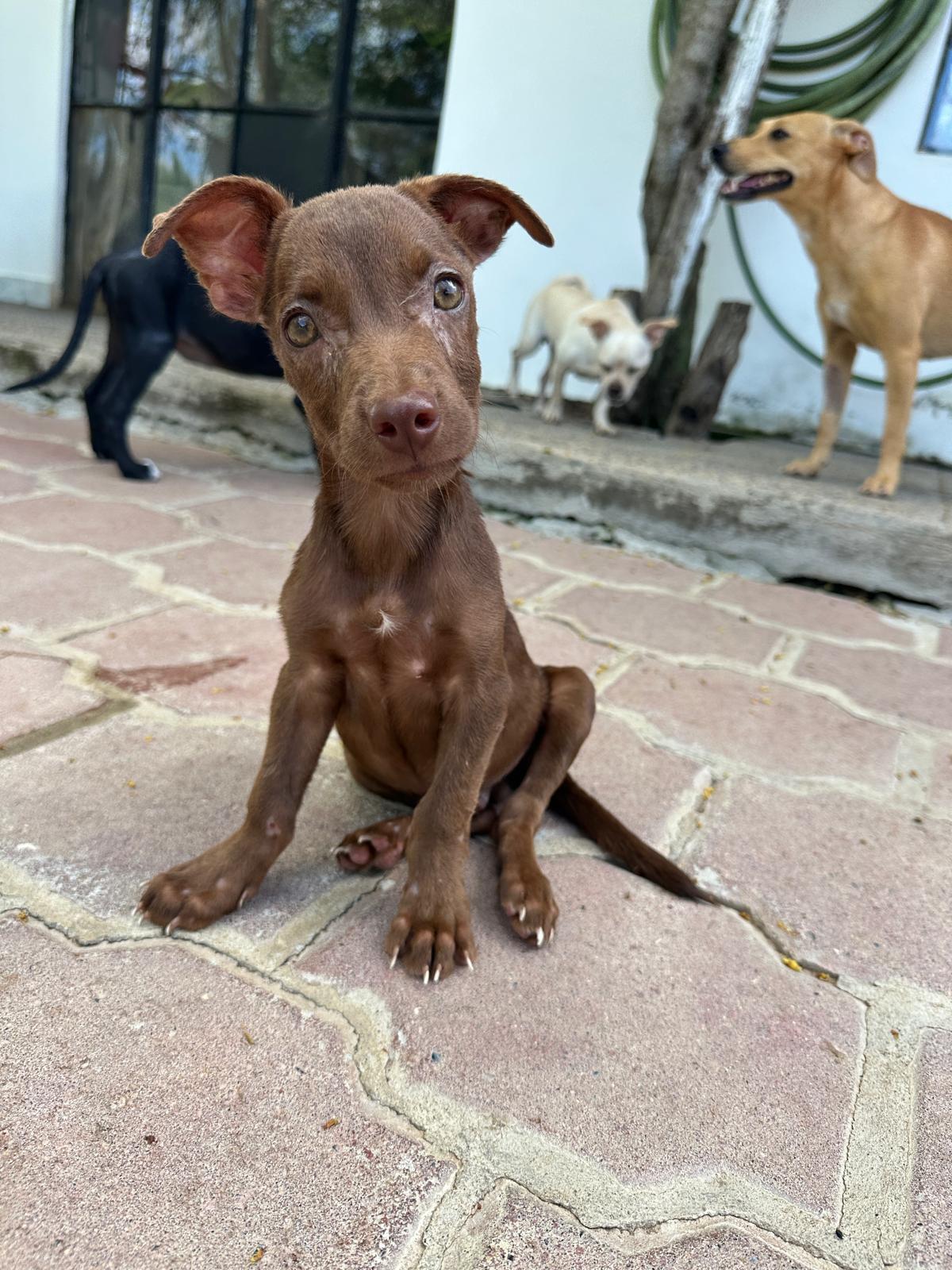 Pino, Adoptable, Puppy Male Mixed Breed.
