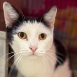 Sammy, a Adoptable Domestic Short Hair in Verona, WI image 1/3