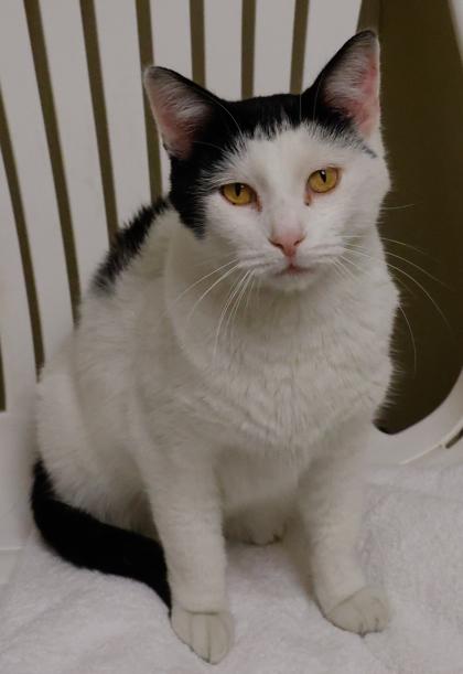 Sammy, Adoptable, Adult Male Domestic Short Hair & Domestic Short Hair.