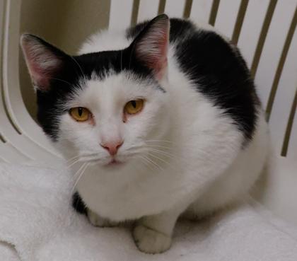 Sammy, a Adoptable Domestic Short Hair in Verona, WI image 3/3