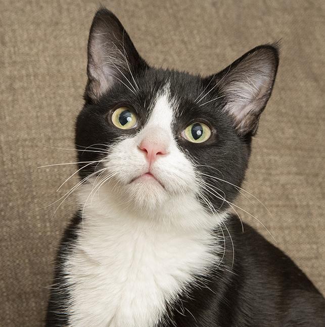 Ernestine and Polyanna, a Adoptable mixed breed in Chicago, IL image 1/6