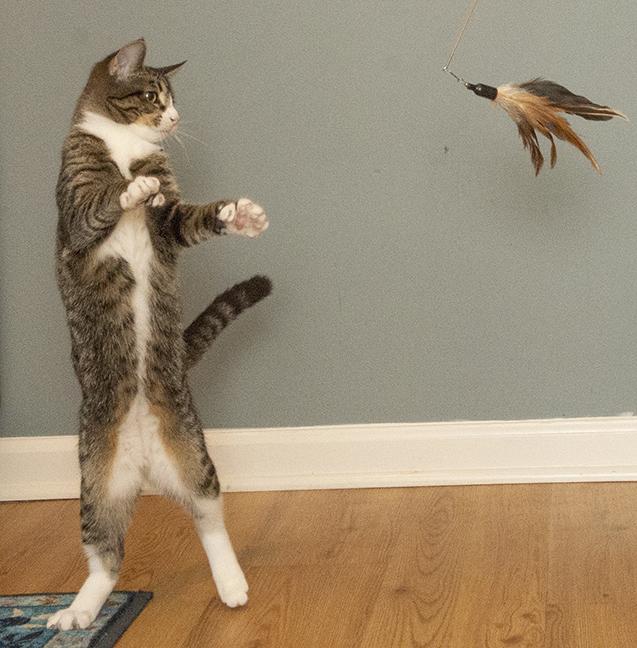 Ernestine and Polyanna, Adoptable, Kitten Female Extra-Toes Cat / Hemingway Polydactyl & Tuxedo.