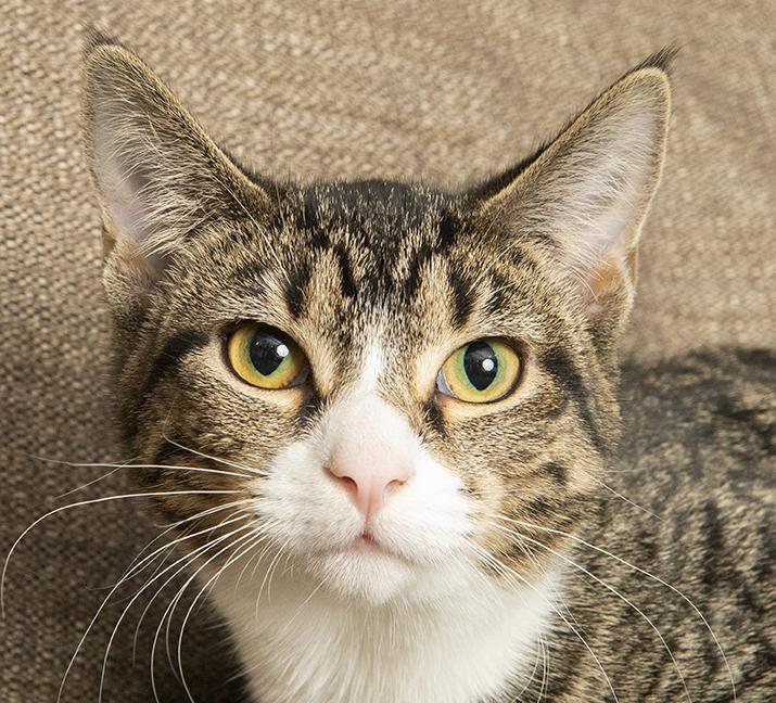 Ernestine and Polyanna, a Adoptable mixed breed in Chicago, IL image 3/6