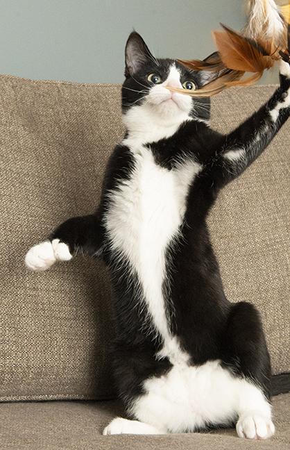 Ernestine and Polyanna, a Adoptable mixed breed in Chicago, IL image 5/6