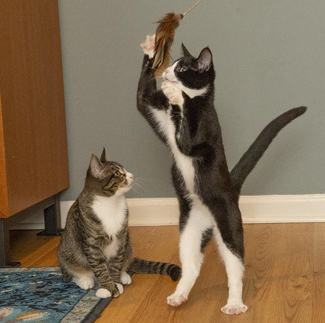 Ernestine and Polyanna, a Adoptable mixed breed in Chicago, IL image 6/6