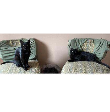 Enlarge Phantom Hudson - adopt with Vader, a Adoptable mixed breed in Hudson, MA image 1/3