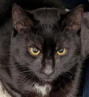 Enlarge Phantom Hudson - adopt with Vader, a Adoptable mixed breed in Hudson, MA image 2/3