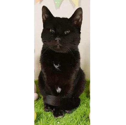 Enlarge Phantom Hudson - adopt with Vader, a Adoptable mixed breed in Hudson, MA image 3/3