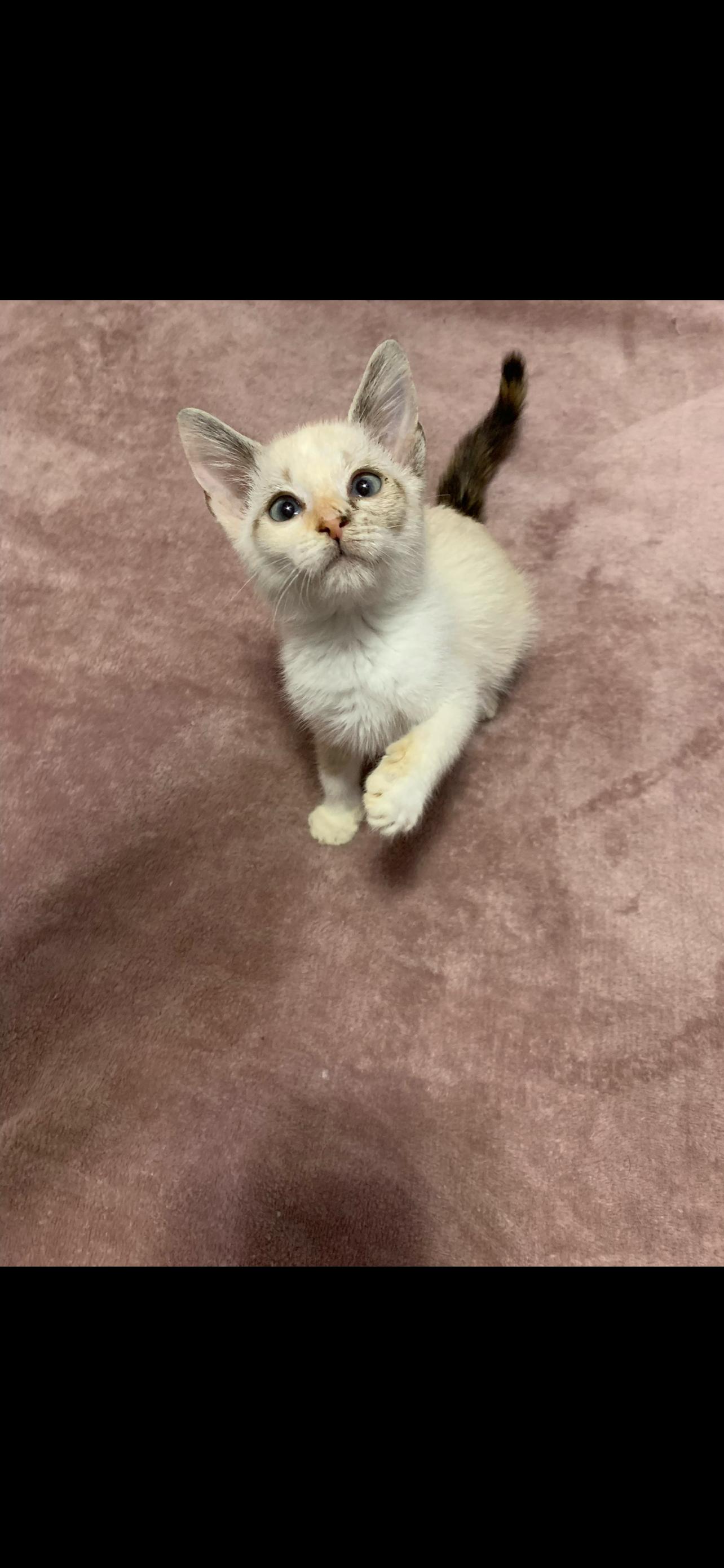 Snowflake, adopted, Young Female Siamese.