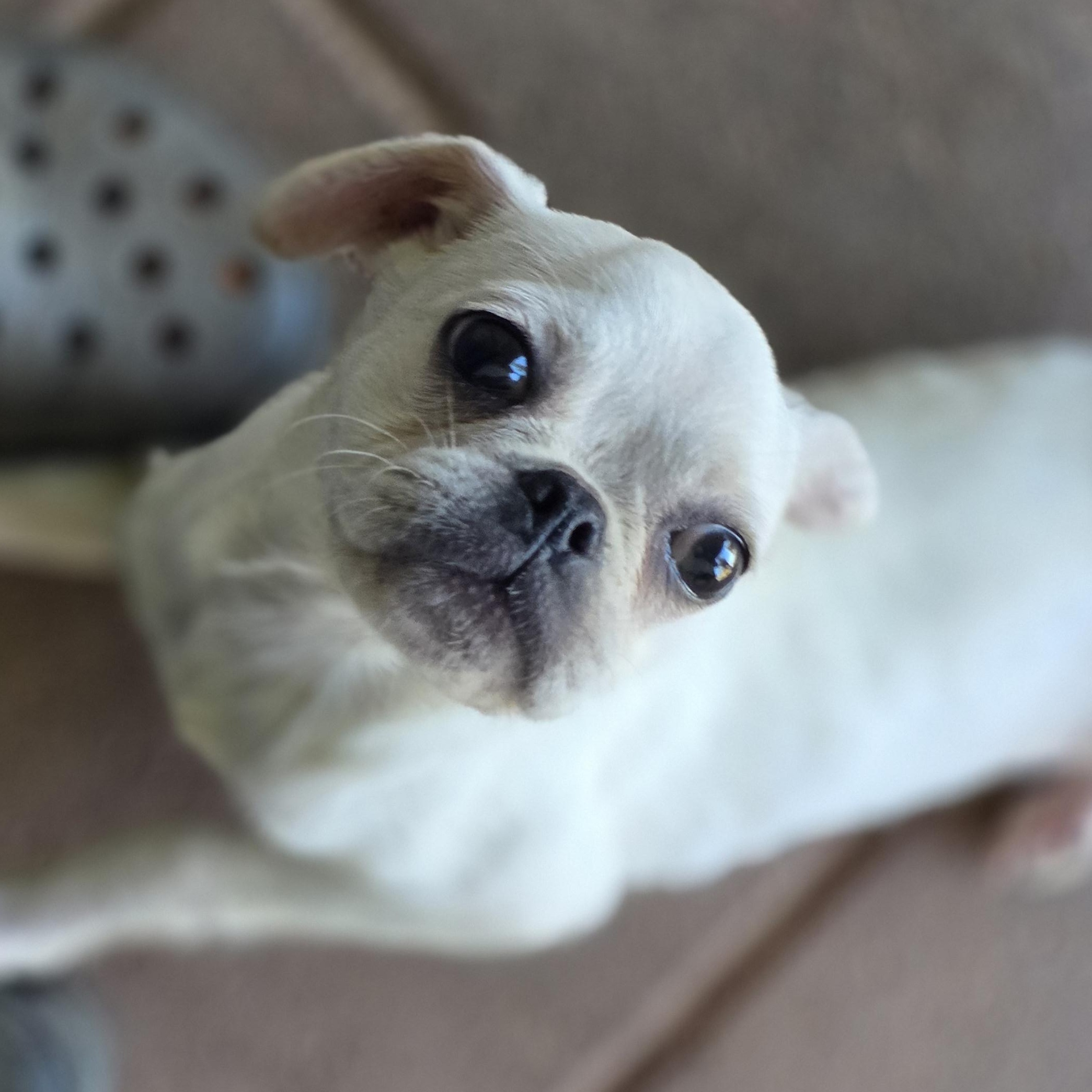 Enlarge Lumi , a ADOPTABLE mixed breed in Clovis, CA image 2/3