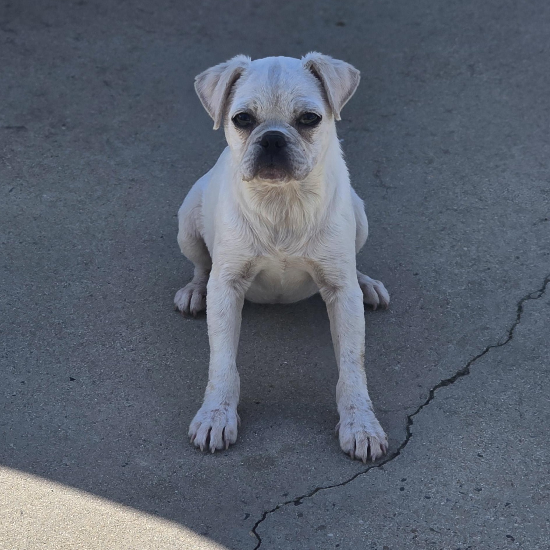 Enlarge Lumi , a ADOPTABLE mixed breed in Clovis, CA image 3/3