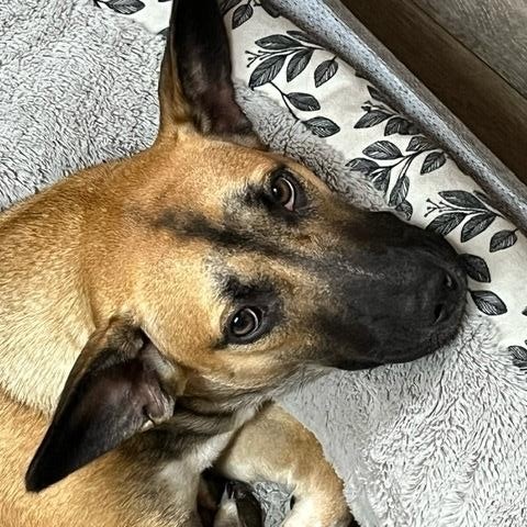 Marley, a Adoptable mixed breed in Crestview, FL image 1/4