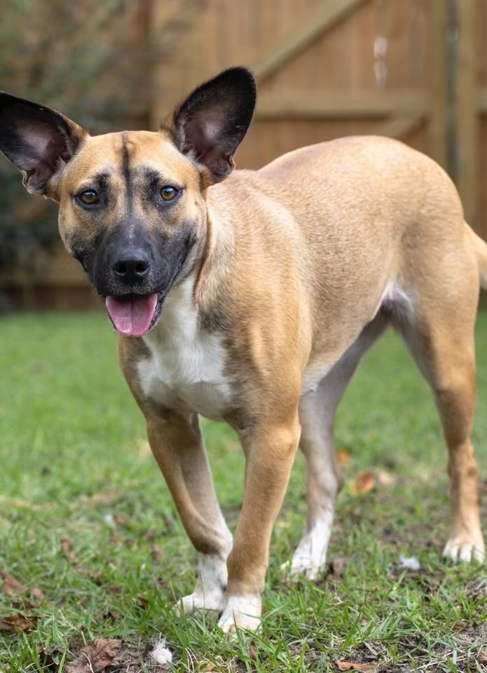 Marley, a Adoptable mixed breed in Crestview, FL image 2/4