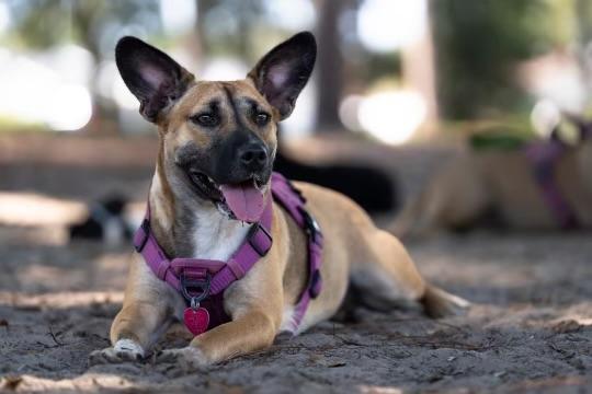 Marley, a Adoptable mixed breed in Crestview, FL image 3/4