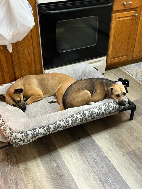 Marley, a Adoptable mixed breed in Crestview, FL image 4/4