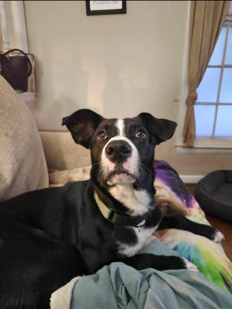 Simba, Adoptable, Puppy Male Labrador Retriever.