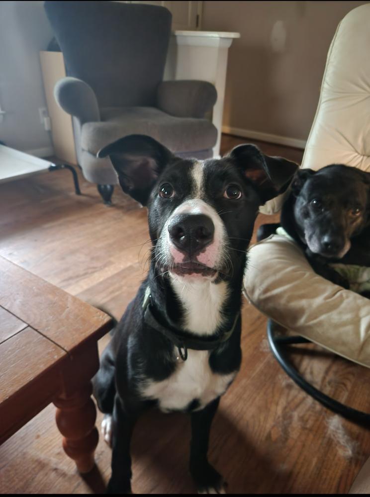 Simba, Adoptable, Puppy Male Labrador Retriever.