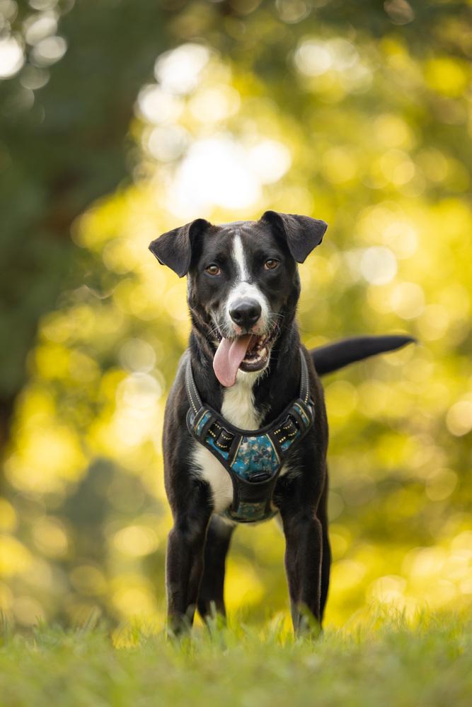 Simba, Adoptable, Puppy Male Labrador Retriever.