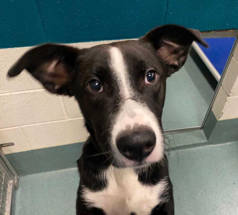 Simba, Adoptable, Puppy Male Labrador Retriever.