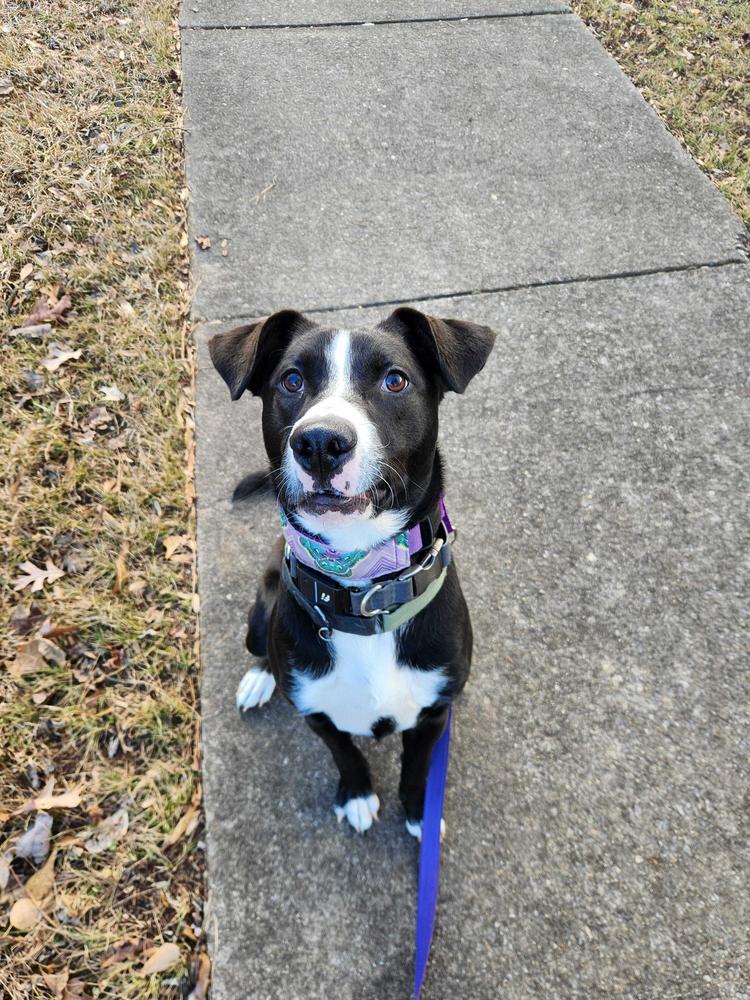 Enlarge Simba, a Adoptable mixed breed in Wake Forest, NC image 4/6