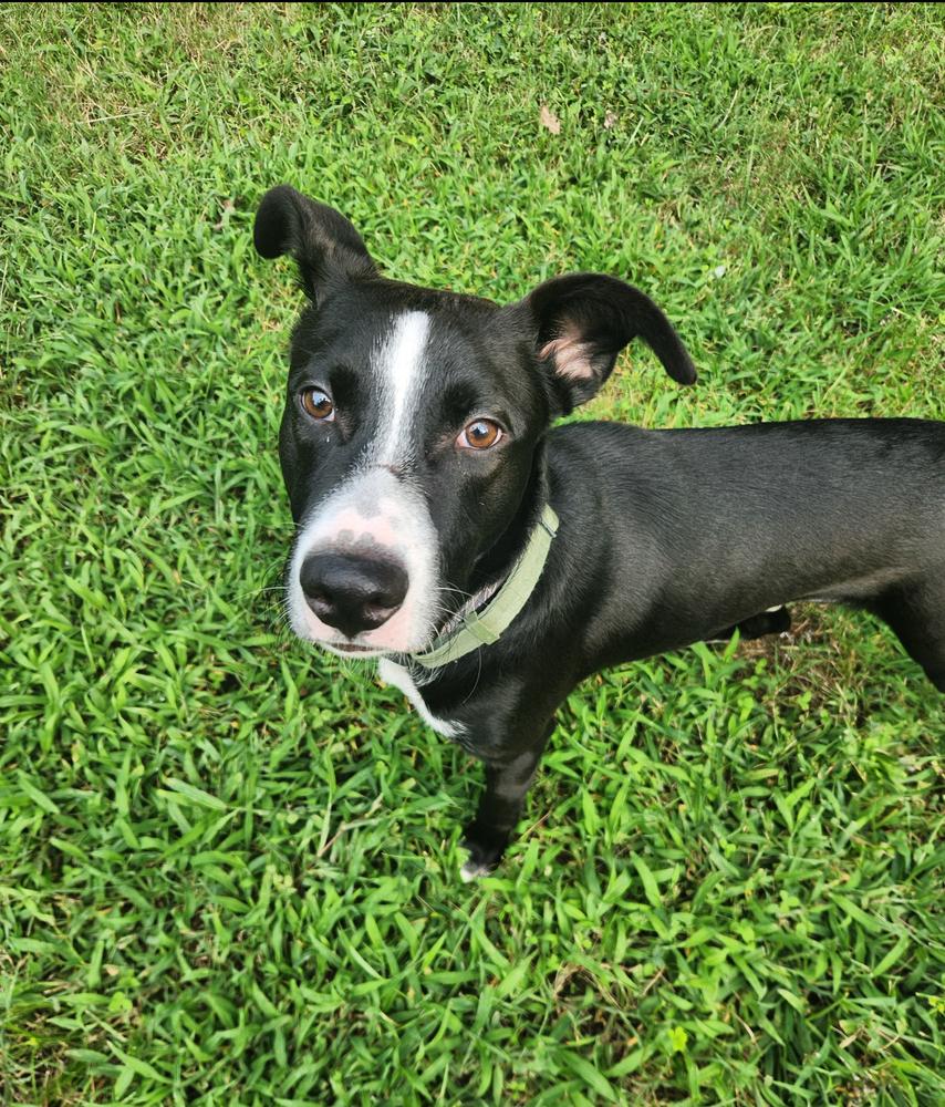 Enlarge Simba, a Adoptable mixed breed in Wake Forest, NC image 5/6