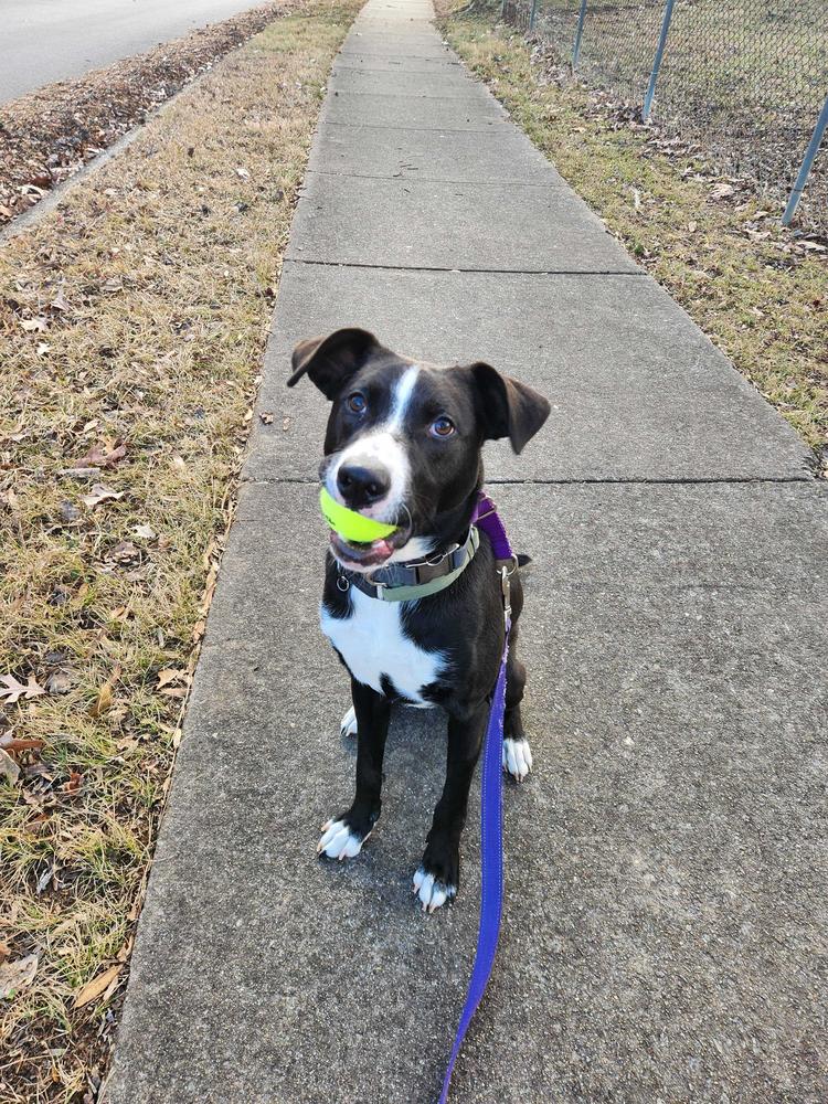 Enlarge Simba, a Adoptable mixed breed in Wake Forest, NC image 6/6