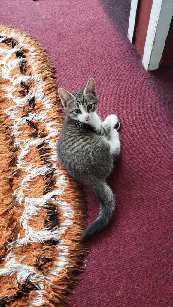Big Boy, Adoptable, Kitten Male Domestic Short Hair.
