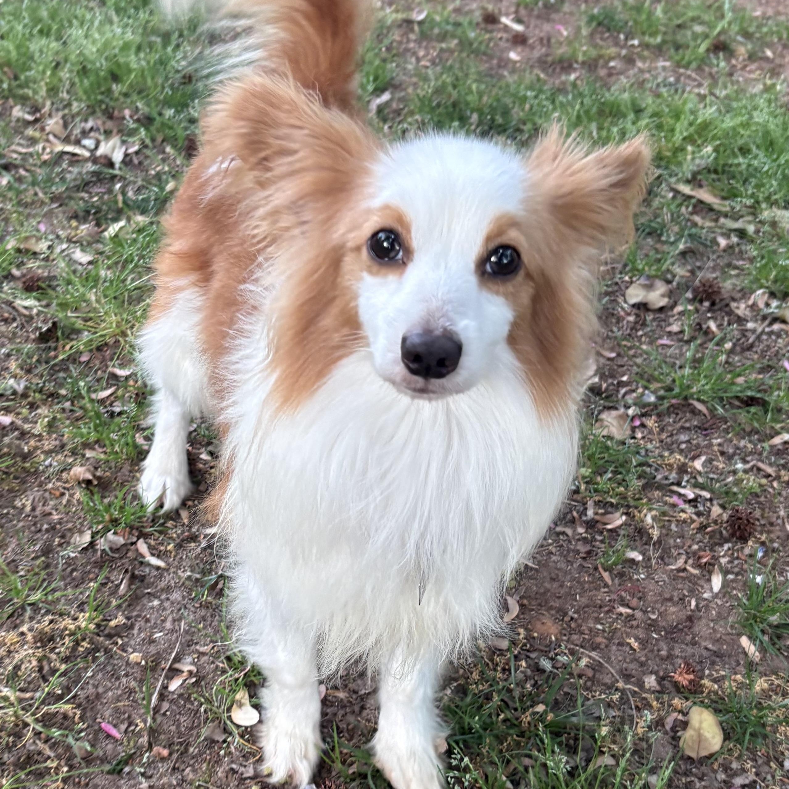 Enlarge Link, a Adoptable mixed breed in Charlotte, NC image 3/4