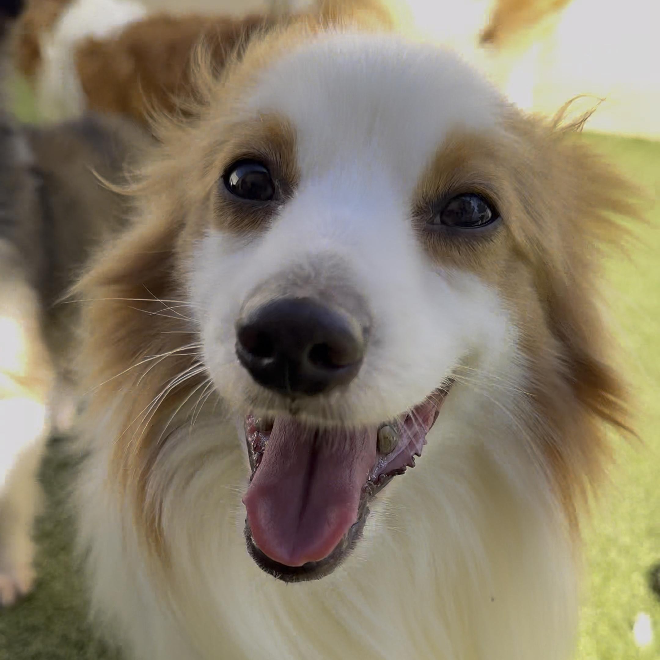 Link, a Adoptable mixed breed image 2/3