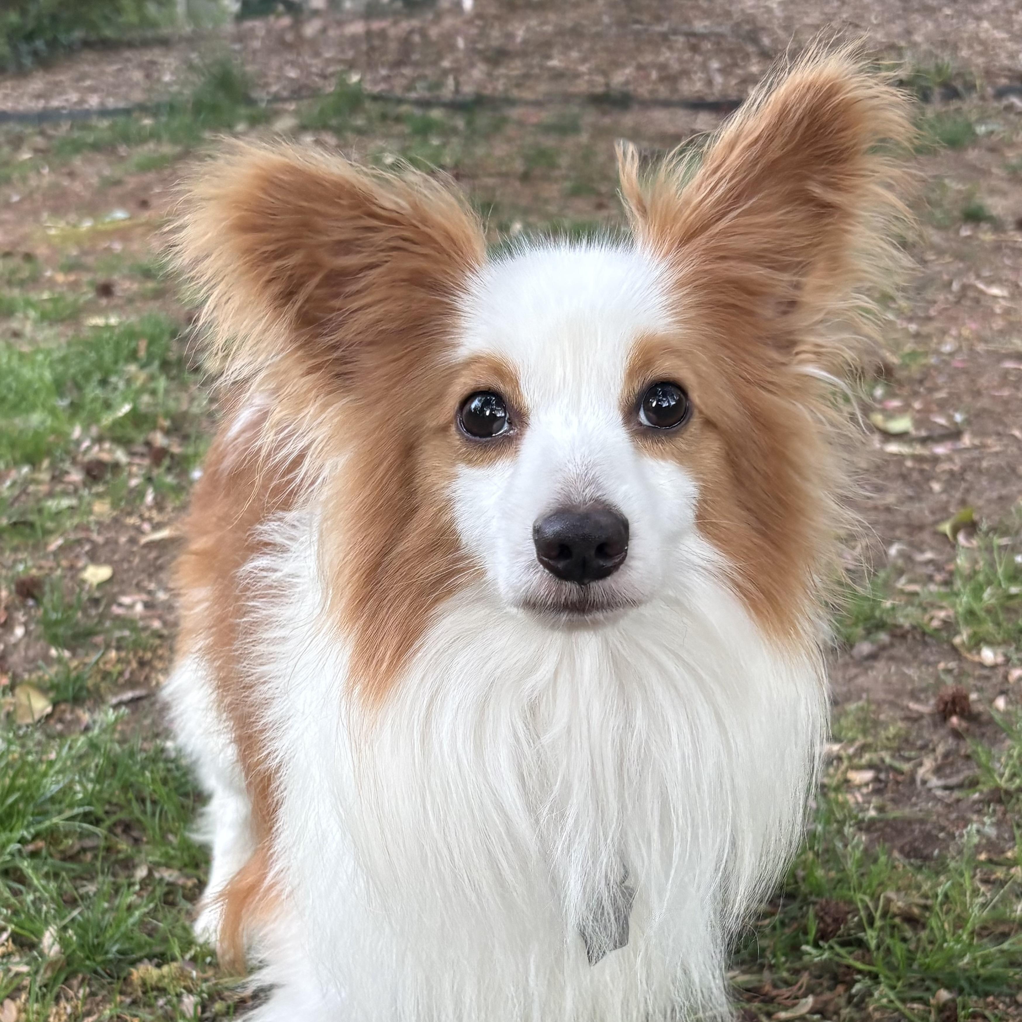 Enlarge Link, a Adoptable mixed breed in Charlotte, NC image 2/4