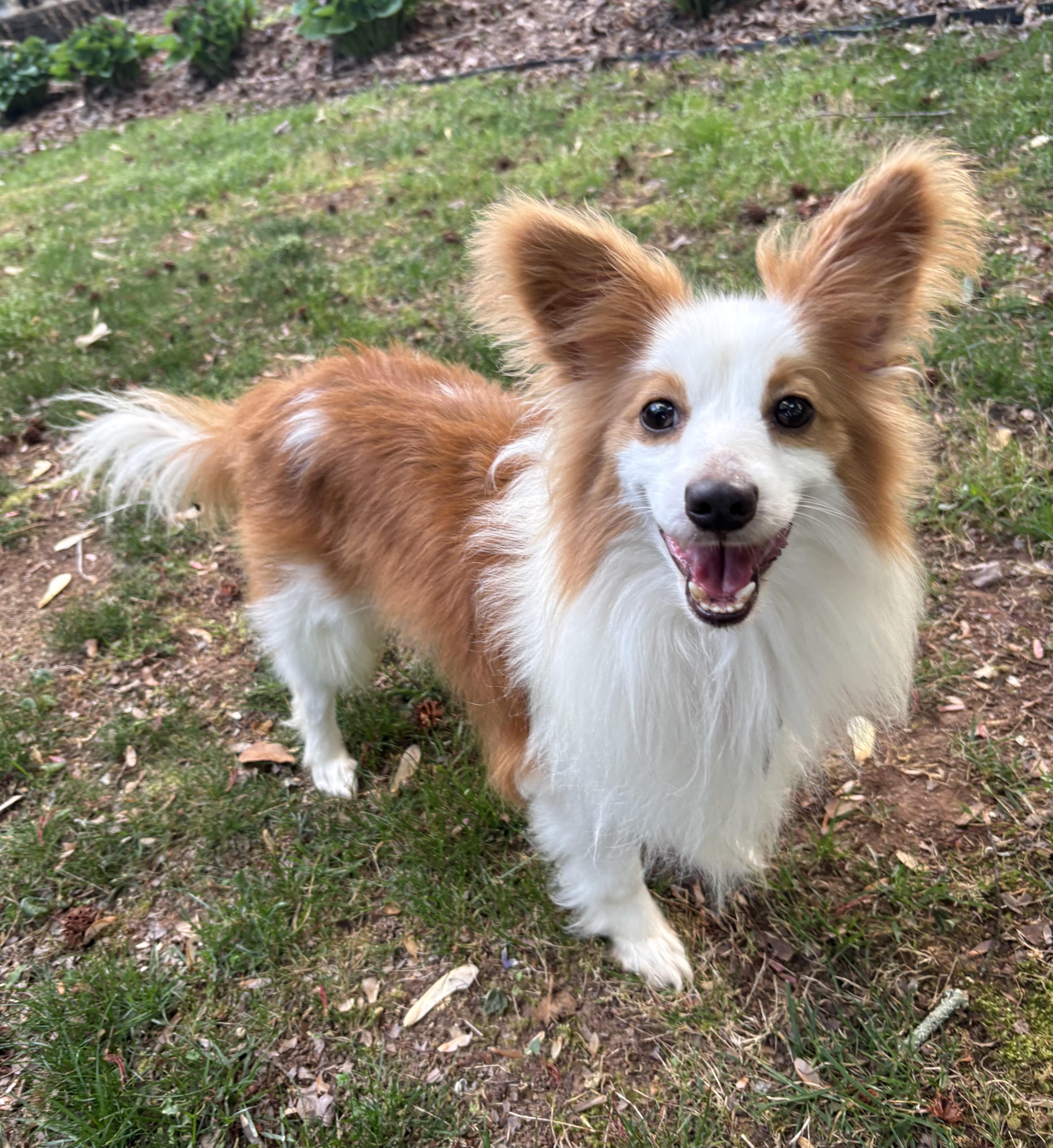 Enlarge Link, a Adoptable mixed breed in Charlotte, NC image 1/4