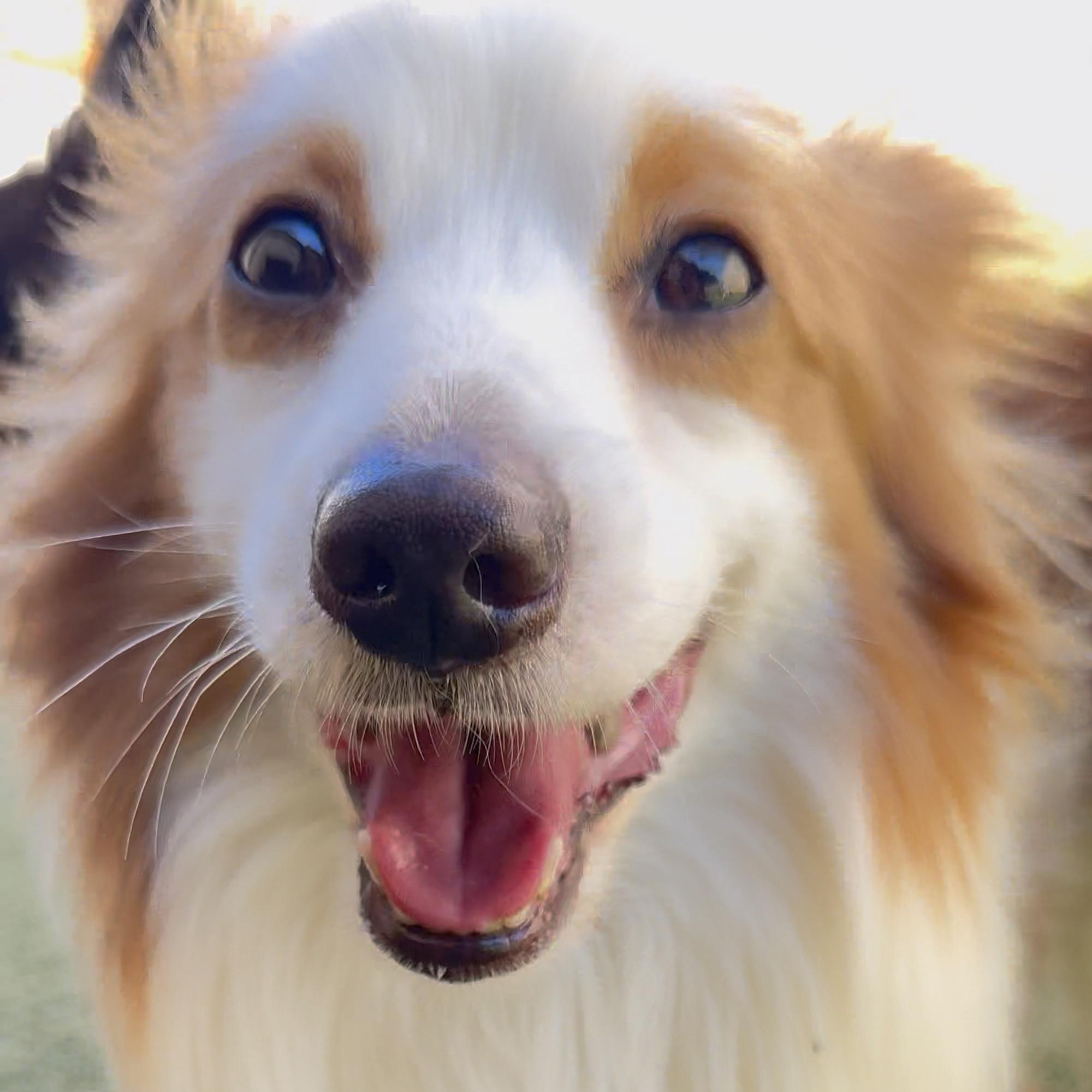 Link, an adoptable Shetland Sheepdog / Sheltie, Papillon in Charlotte, NC, 28210 | Photo Image 3